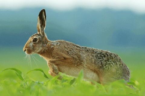 1987年属兔女人性格,1987年出生的属兔女人是什么性格